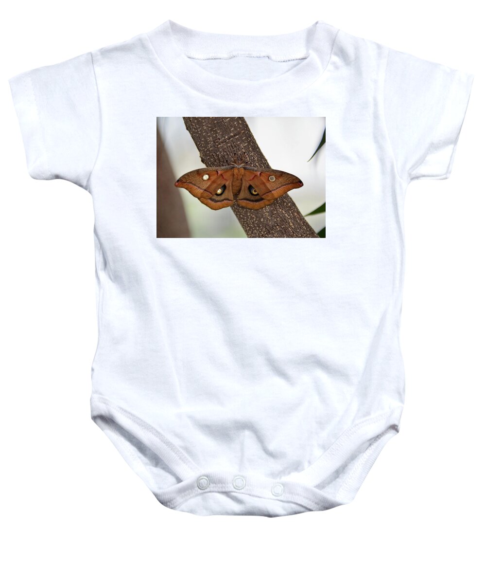 Moth Baby Onesie featuring the photograph Beautiful moth by Ronda Ryan