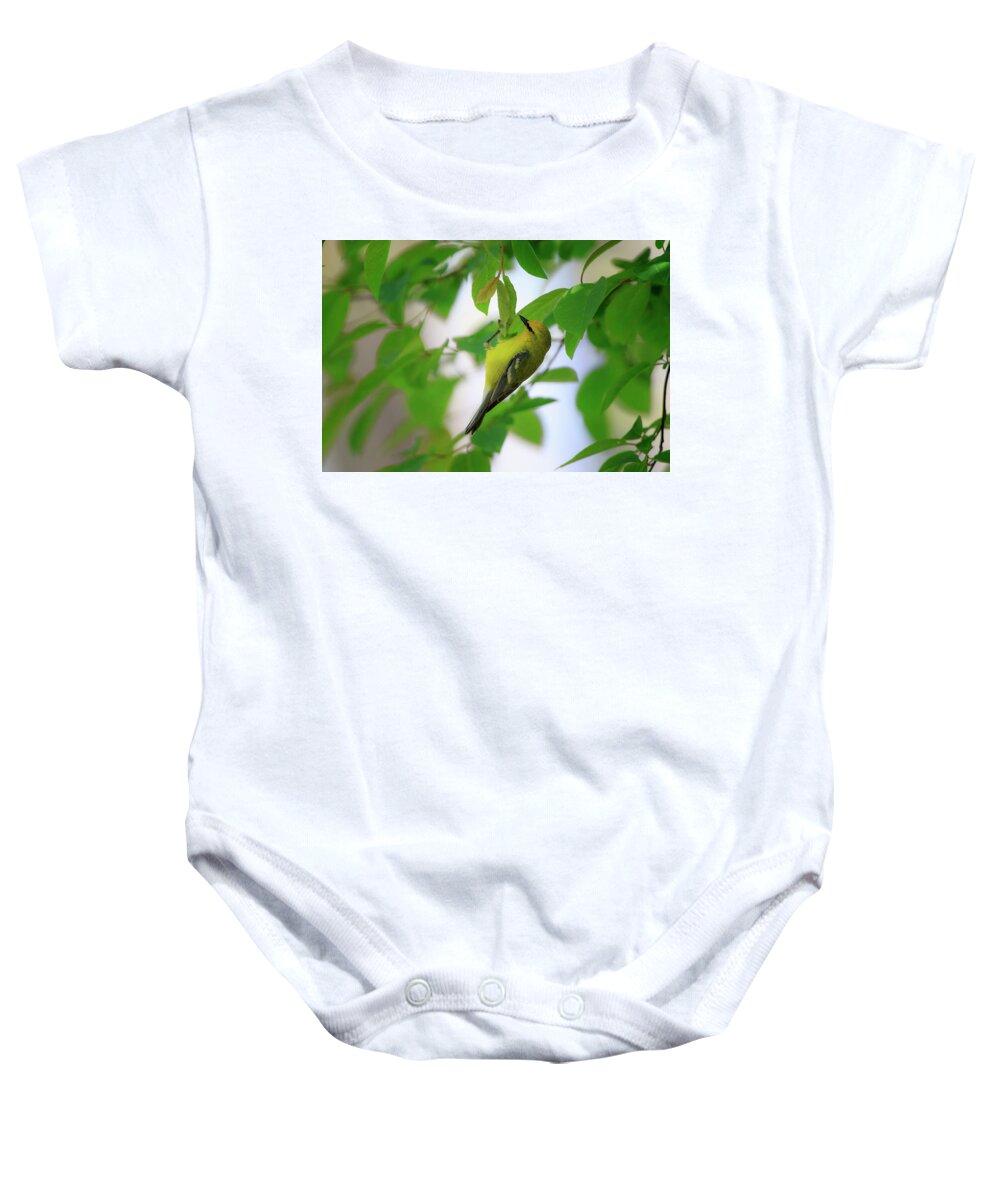 Gary Hall Baby Onesie featuring the photograph Blue-winged Warbler 2 by Gary Hall