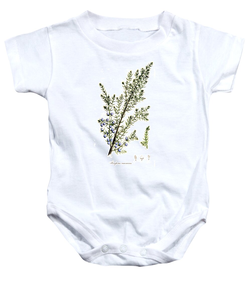Science Baby Onesie featuring the photograph Common Juniper Alchemy Plant by Science Source