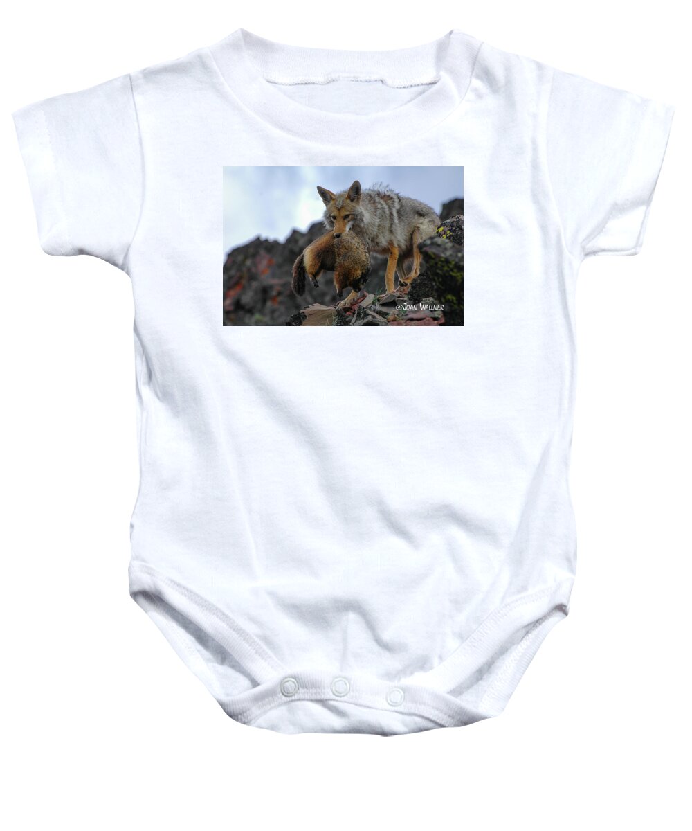 Coyote Baby Onesie featuring the photograph Coyote Catch by Joan Wallner