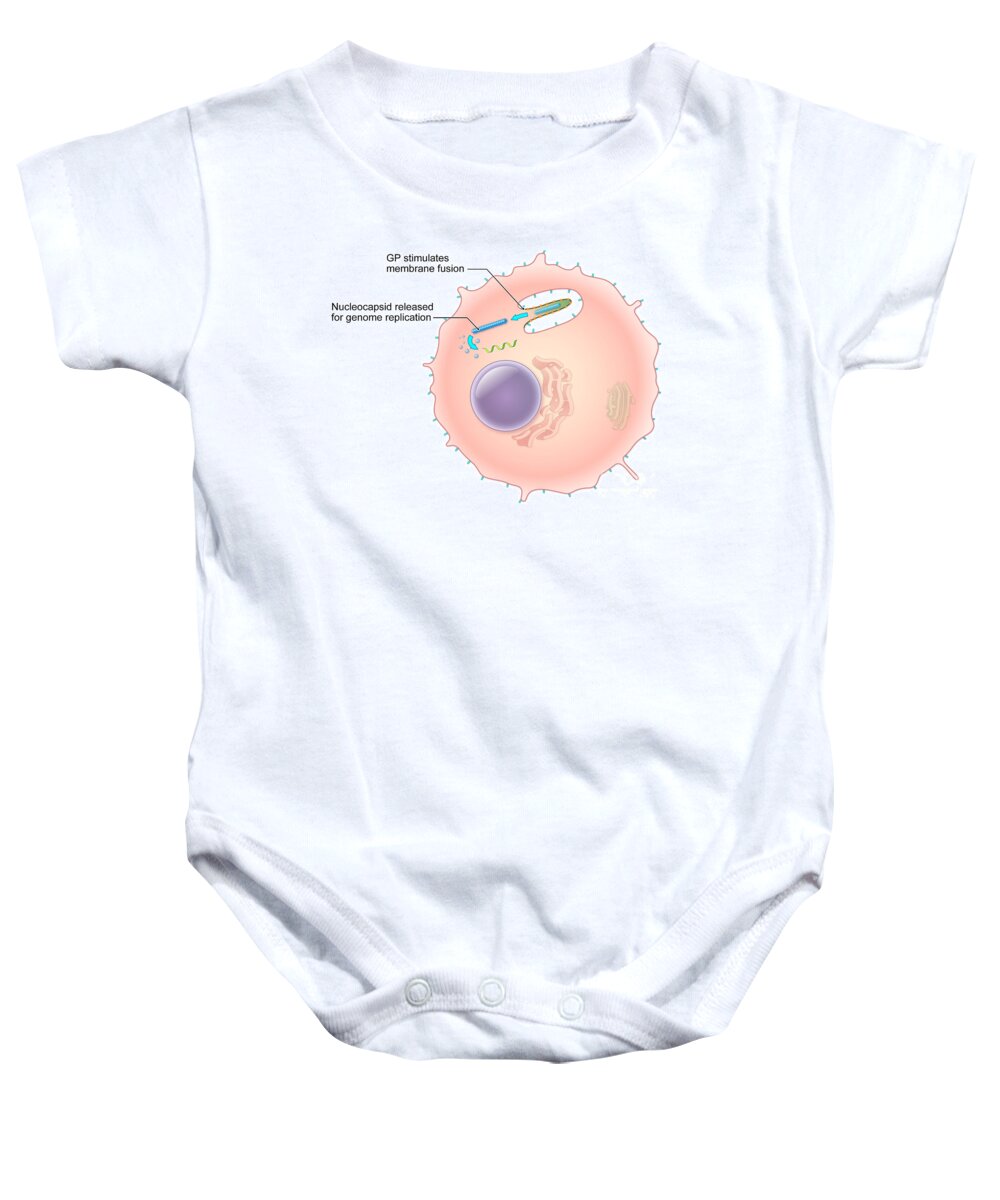Illustration Baby Onesie featuring the photograph Ebola Virus Replication 3 Of 5 by Evan Oto