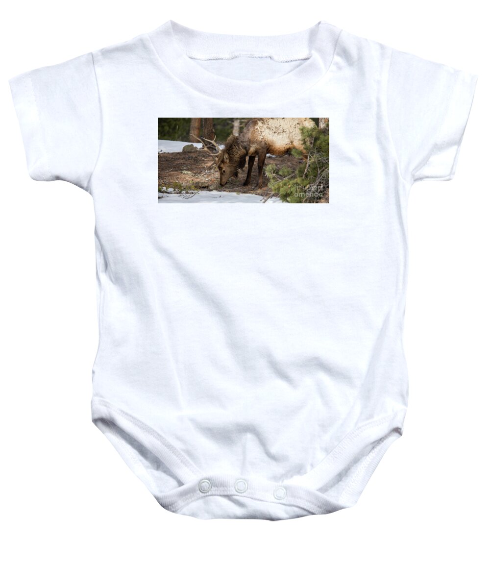 Elk Baby Onesie featuring the photograph Elk Grazing in Rocky Mountain National Park by Twenty Two North Photography