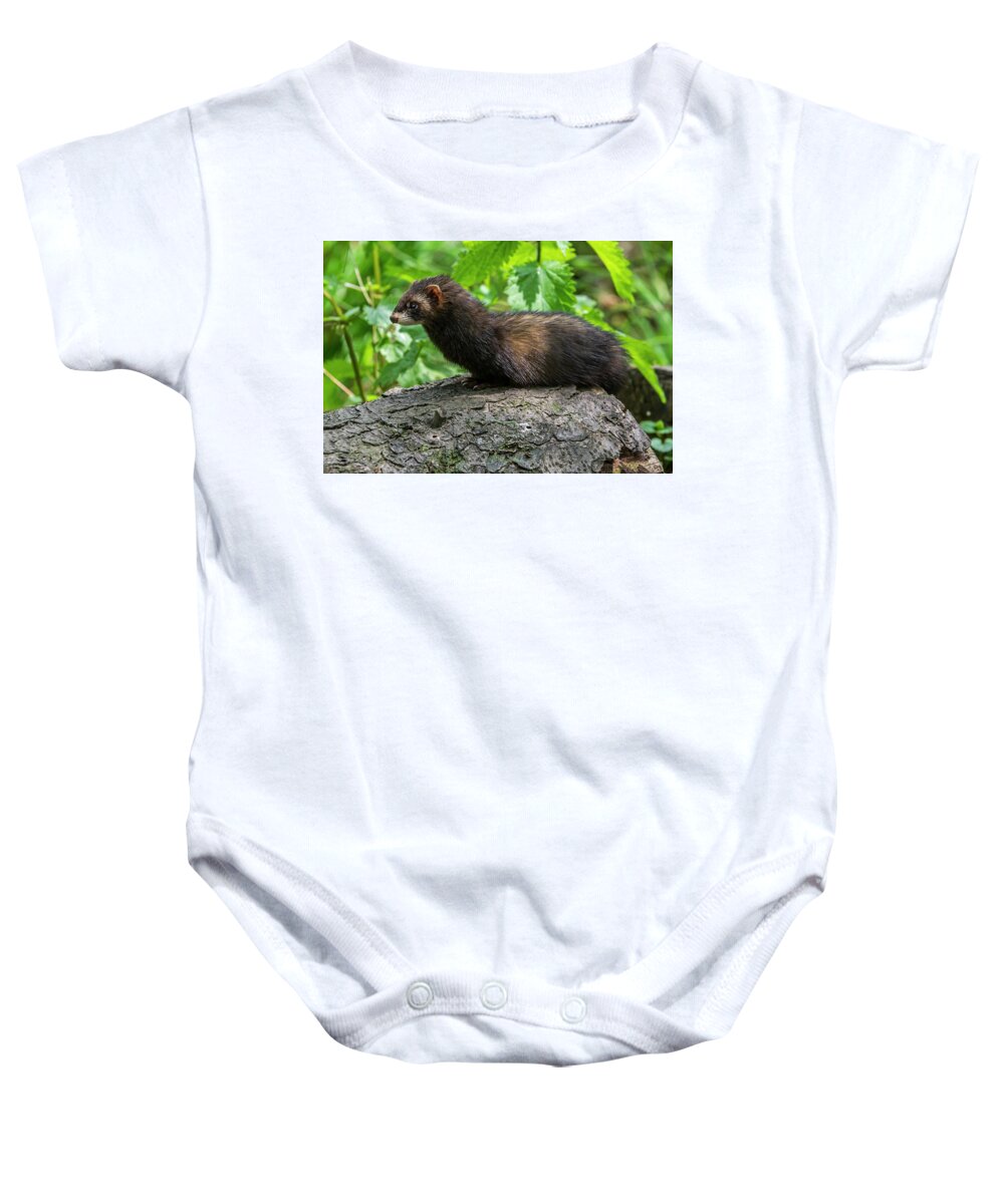 European Polecat Baby Onesie featuring the photograph European polecat by Arterra Picture Library