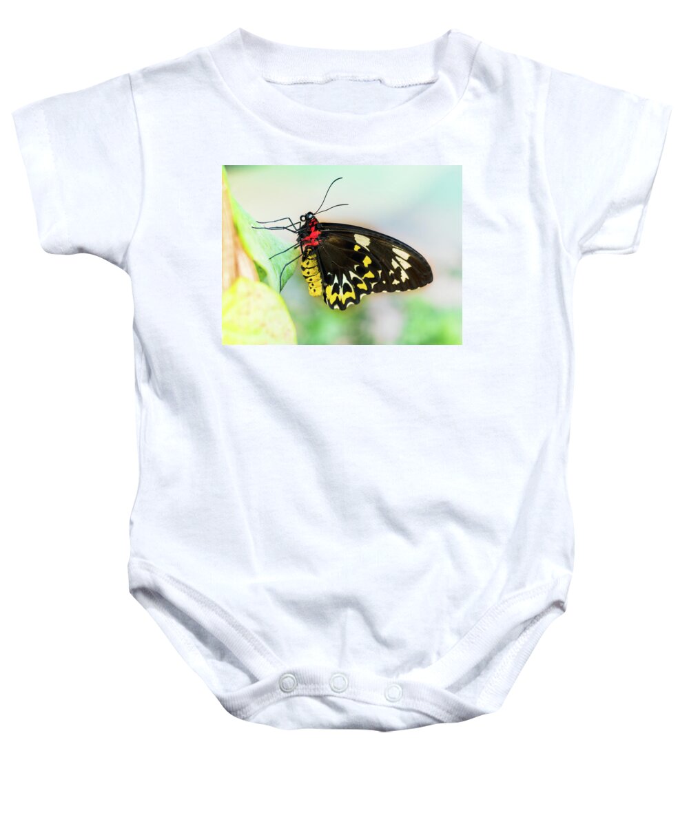 Troides Rhadamantus Baby Onesie featuring the photograph Golden Birdwing Butterfly - Troides Rhadamantus by Cristina Stefan