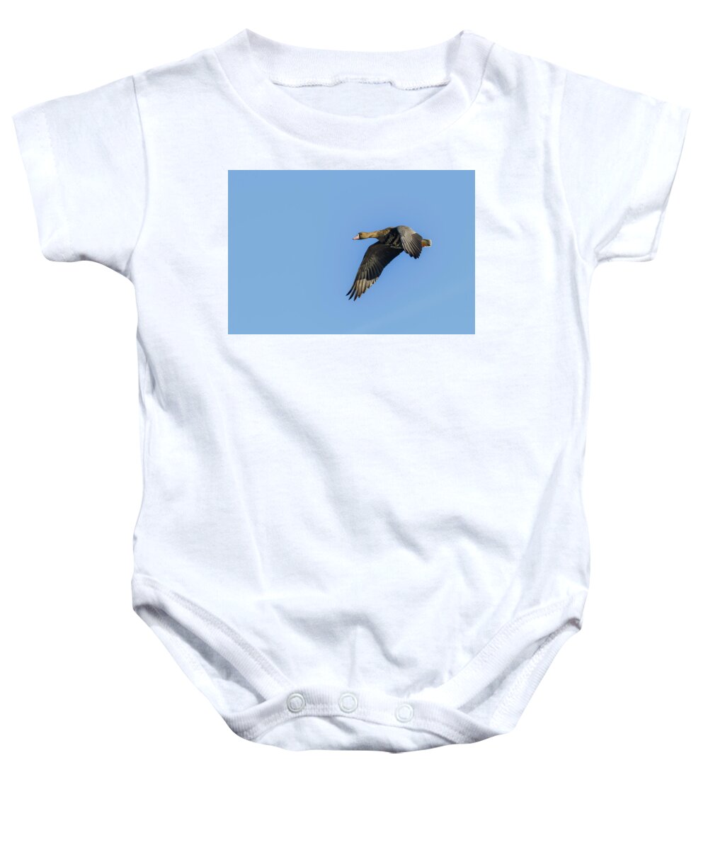 Mark Miller Photos Baby Onesie featuring the photograph Greater White Fronted Goose by Mark Miller