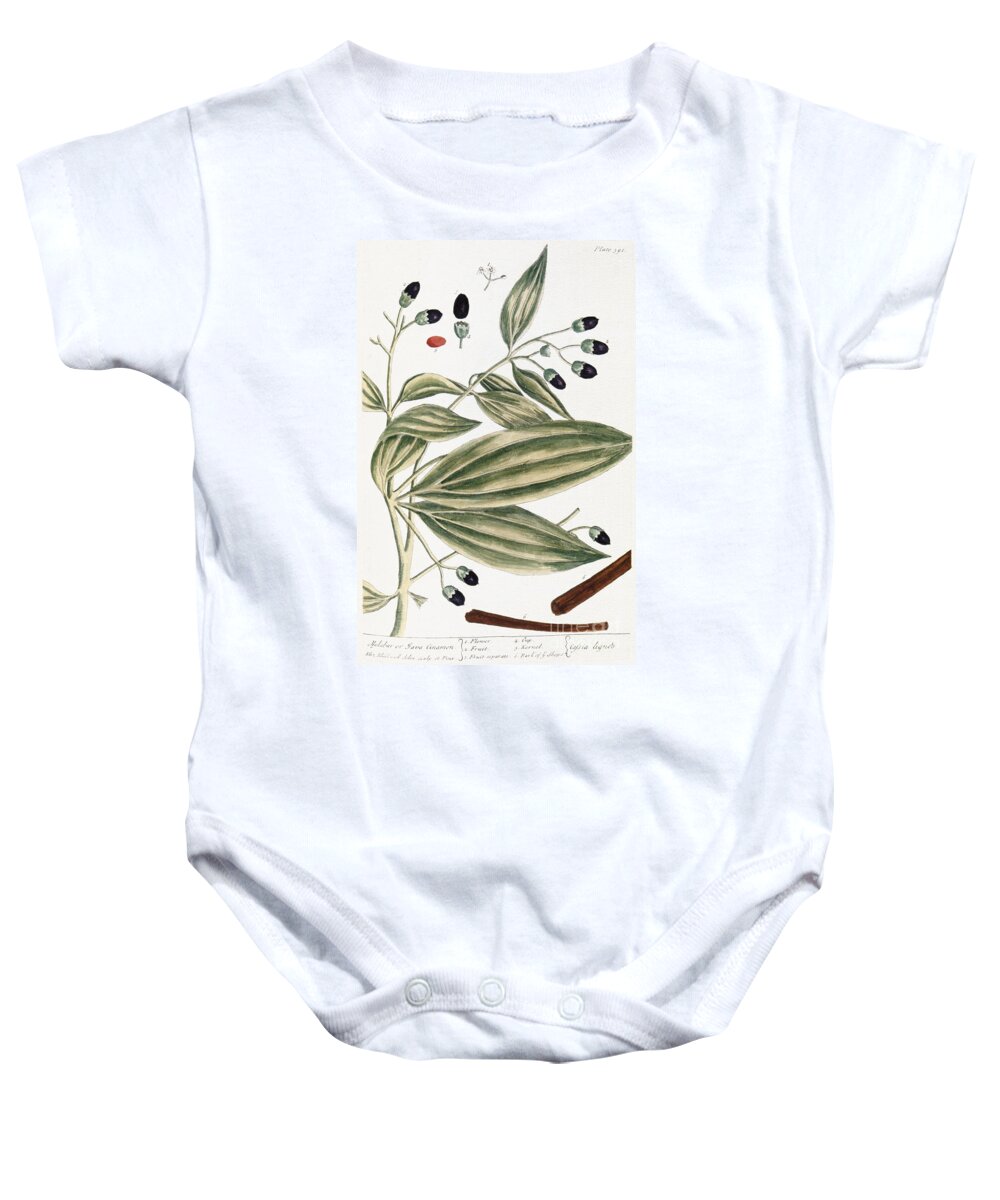 1730s Baby Onesie featuring the photograph Malabar Cinnamon, 1735 by Granger