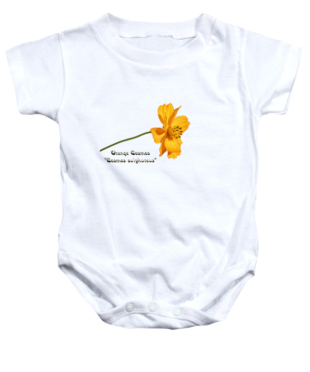 Orange Cosmos Flower Baby Onesie featuring the photograph Orange Cosmos Isolated 2018-1 by Thomas Young
