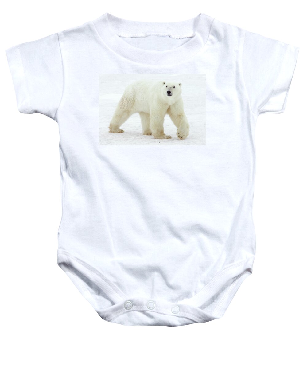 Mp Baby Onesie featuring the photograph Polar Bear Ursus Maritimus Male by Matthias Breiter