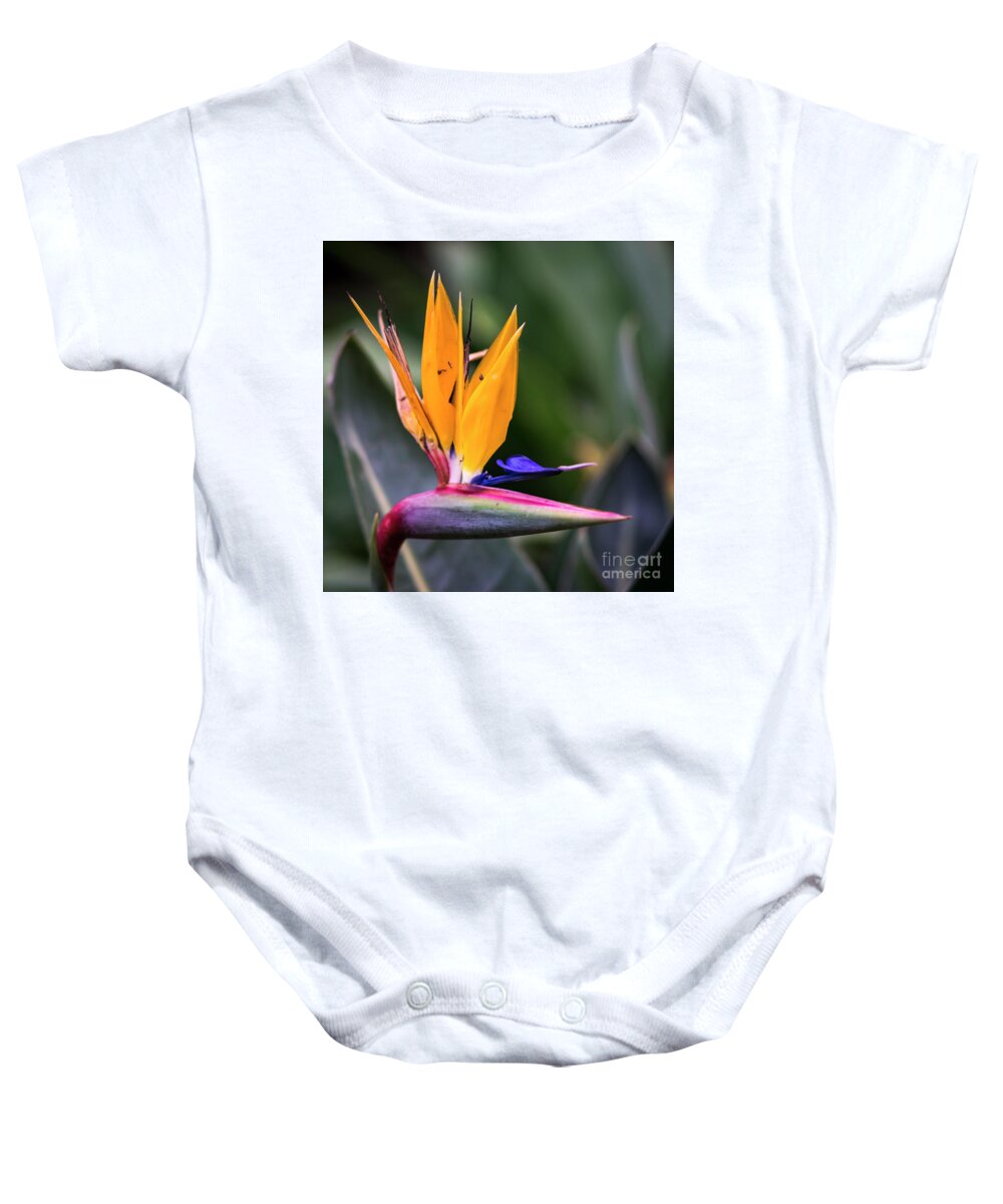 Andalucia Baby Onesie featuring the photograph Strelitzia Reginae Genoves Park Cadiz Spain by Pablo Avanzini