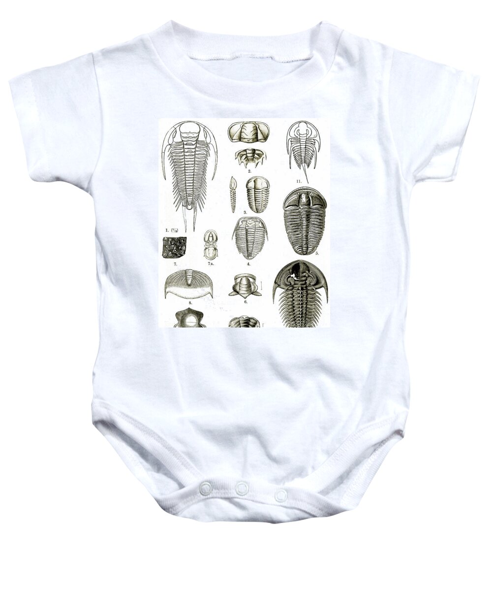 Historic Baby Onesie featuring the photograph Upper Cambrian Trilobites by Wellcome Images