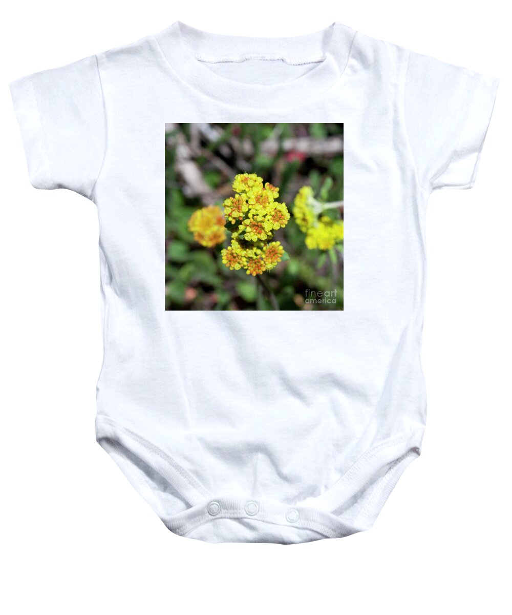 Grand Mesa Baby Onesie featuring the photograph Kannah Creek Sulfur Flower by Julia McHugh