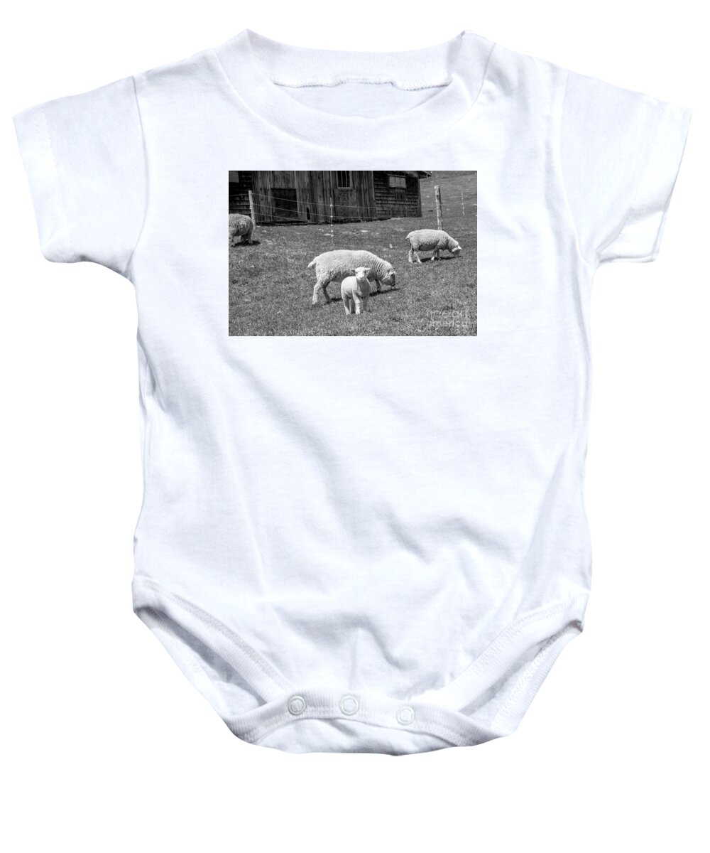Lamb Baby Onesie featuring the photograph Lamb by Alana Ranney