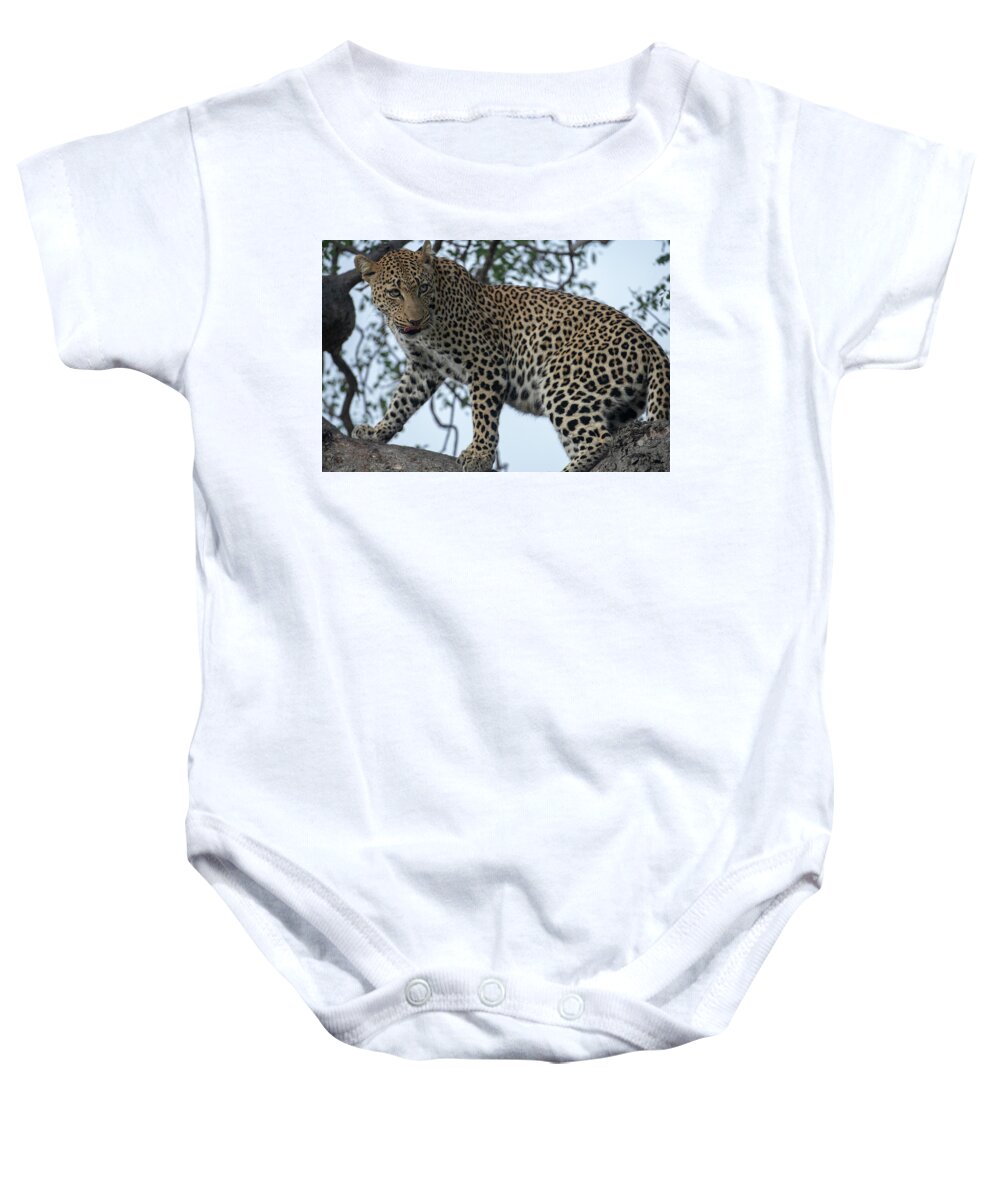 Leopard Baby Onesie featuring the photograph Leopard Anticipation by Mark Hunter