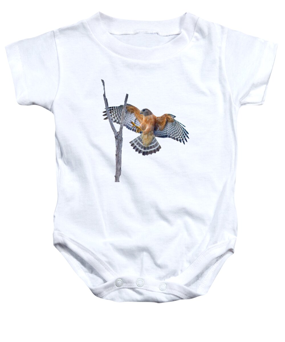 Red Shouldered Hawk Baby Onesie featuring the photograph Red Shouldered Hawk Landing by Mark Andrew Thomas