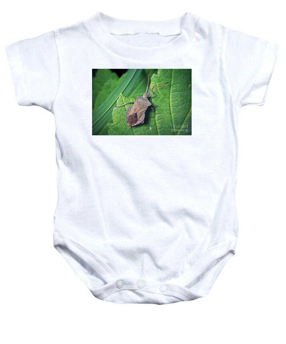 Photo Baby Onesie featuring the photograph Coreus marginatus Dock Bug Insect by Frank Ramspott