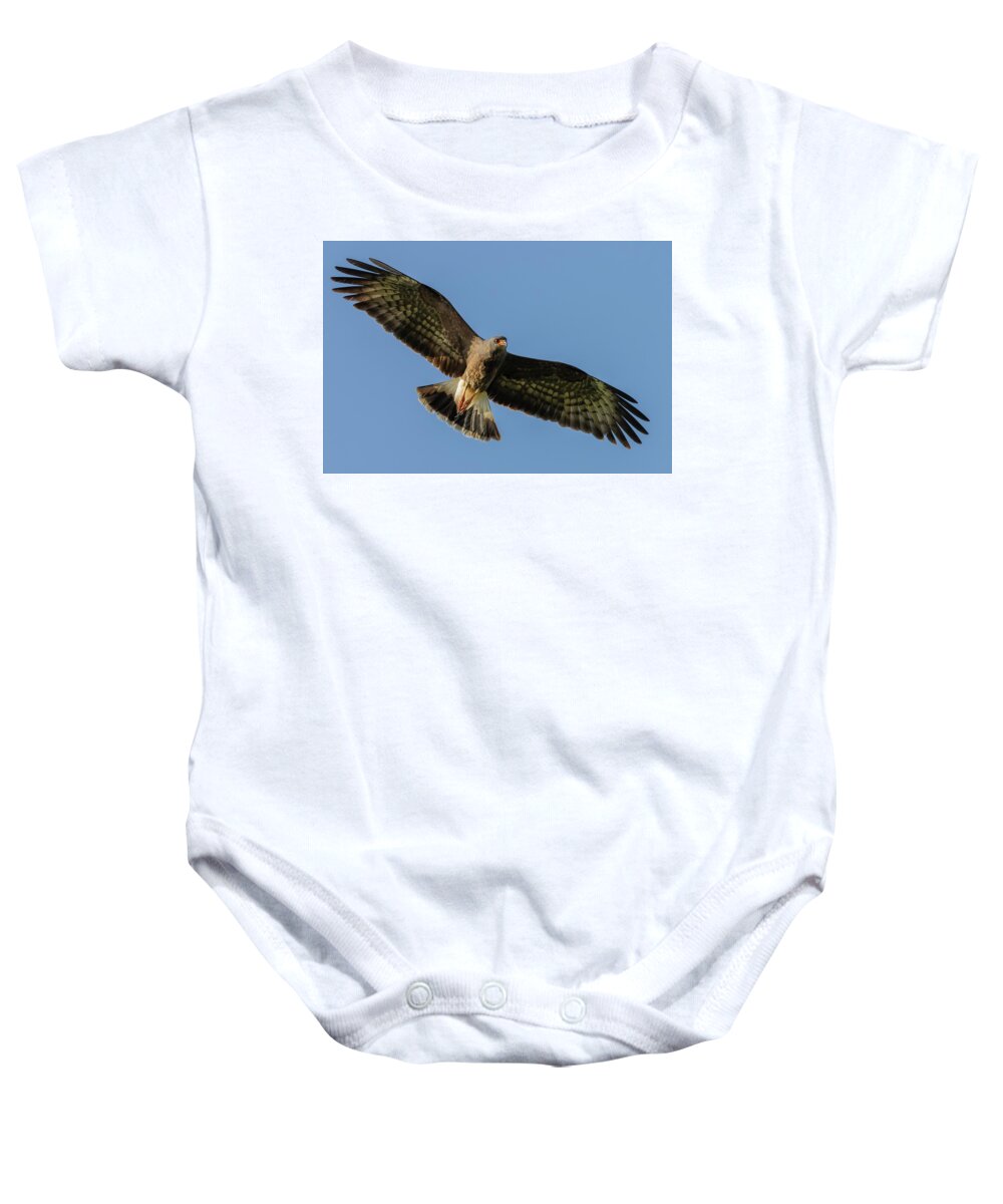 Snail Kite Baby Onesie featuring the photograph Flying High by RD Allen