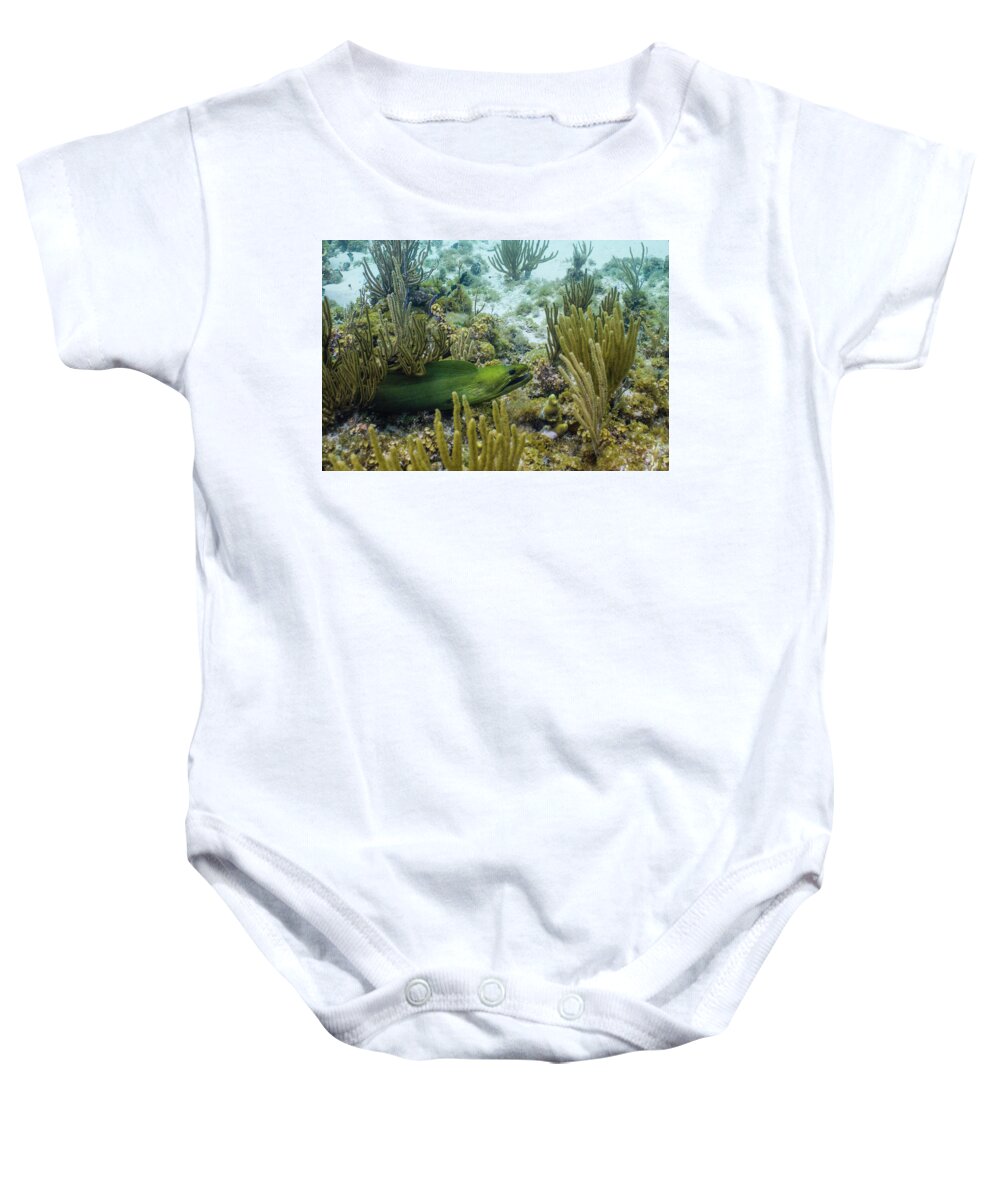 Animals Baby Onesie featuring the photograph On the Prowl by Lynne Browne