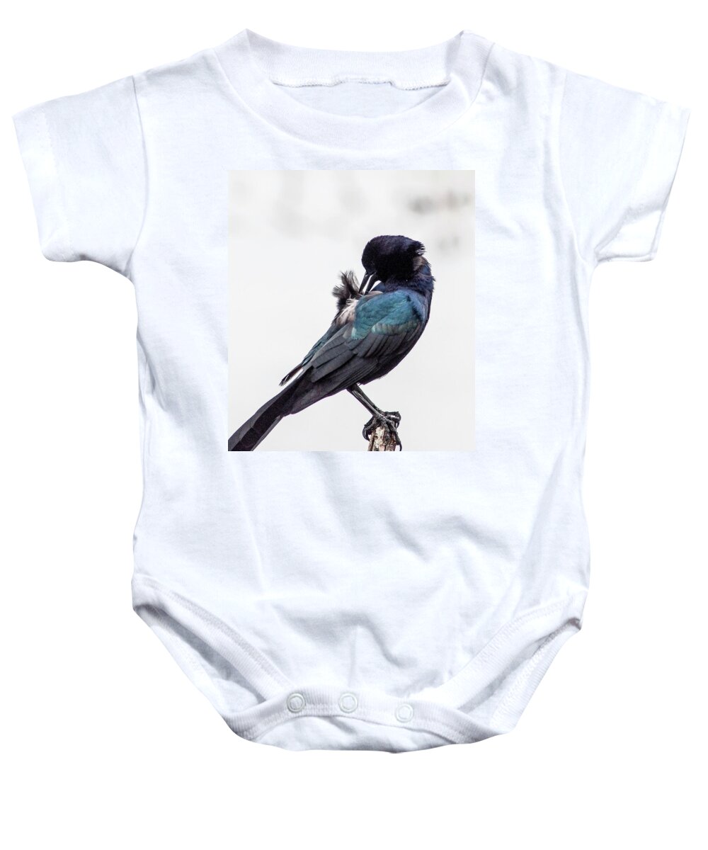 Boat-tailed Grackle Baby Onesie featuring the photograph Preening Male by Norman Johnson