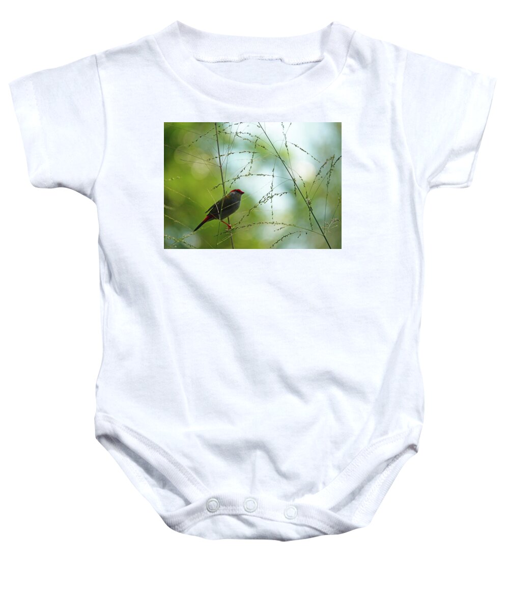 Animals Baby Onesie featuring the photograph Red-browed Finch perched by Maryse Jansen