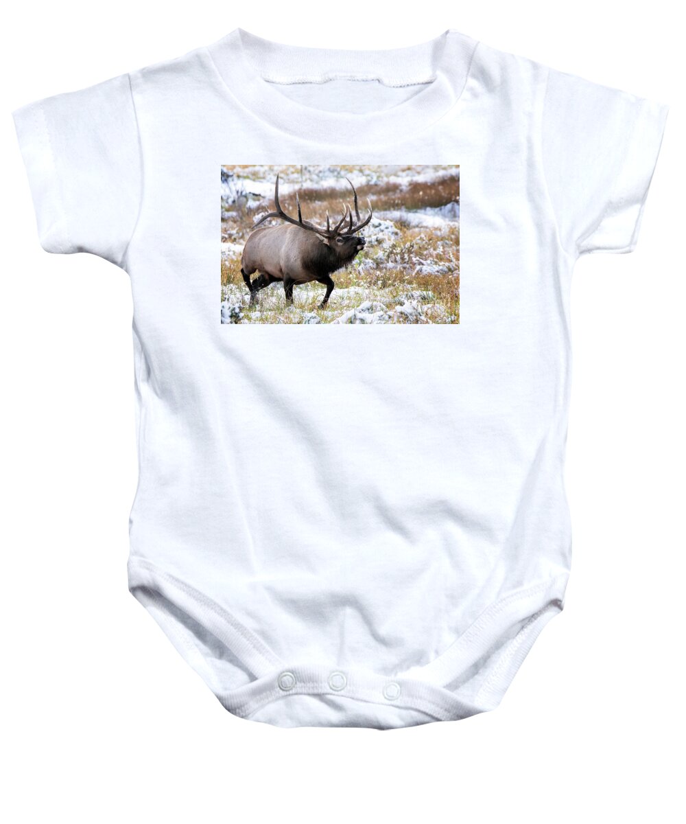 Elk Baby Onesie featuring the photograph The Boss by Jim Garrison