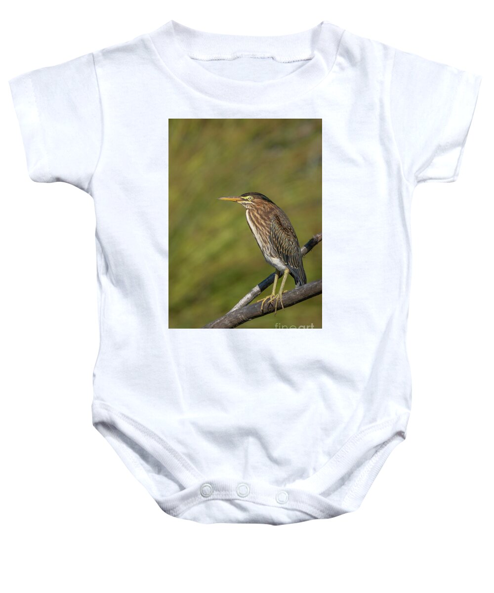 Butorides Virescens Baby Onesie featuring the photograph Young Green Heron at Lake Washington by Nancy Gleason