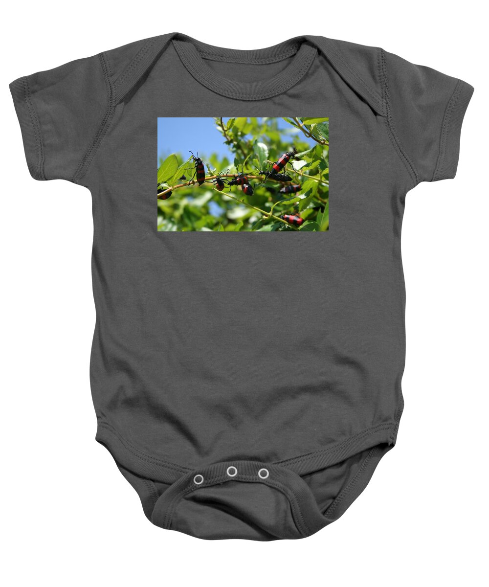 Blister Beetle Baby Onesie featuring the photograph A Swarm of Red and Black Blister Beetles on Honeysuckle by Taiche Acrylic Art