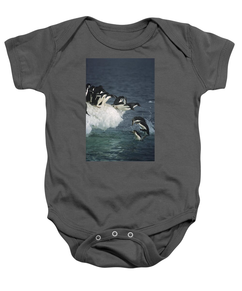 Feb0514 Baby Onesie featuring the photograph Adelie Penguins Leaping Off Ice Ross #1 by Tui De Roy