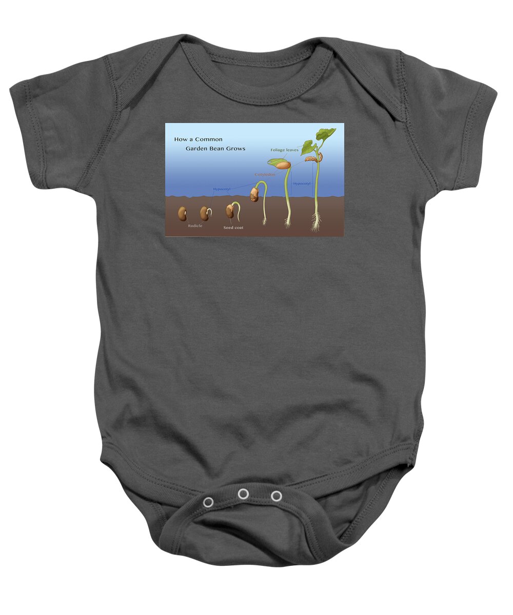 Science Baby Onesie featuring the photograph Bean Seed Germination, Illustration #2 by Monica Schroeder