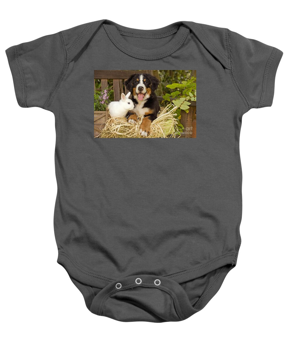 Bernese Mountain Dog Baby Onesie featuring the photograph Bernese Mountain Puppy And Rabbit #1 by Jean-Michel Labat