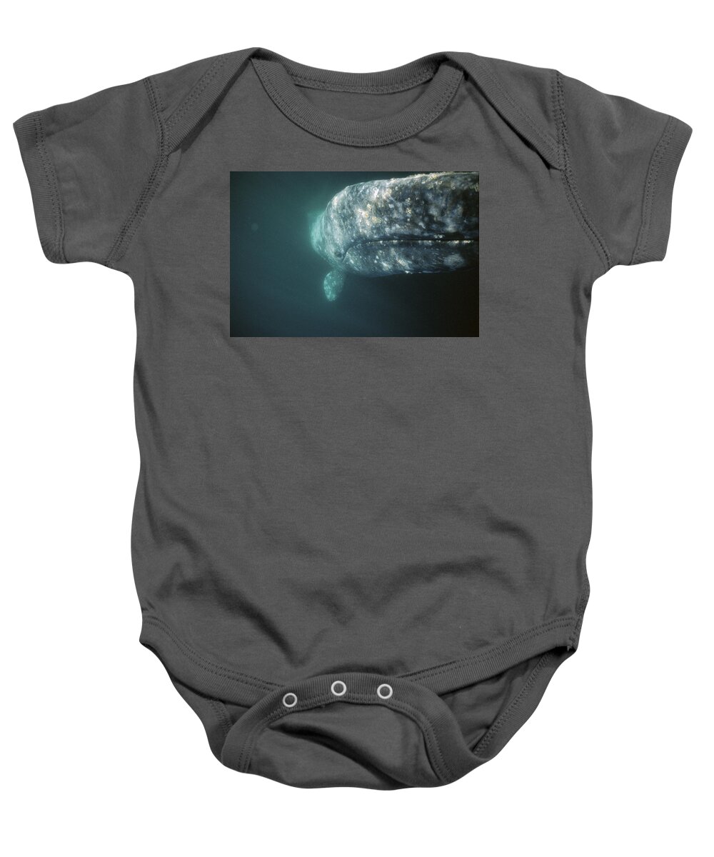 Feb0514 Baby Onesie featuring the photograph Gray Whale Investigating Underside #1 by Tui De Roy