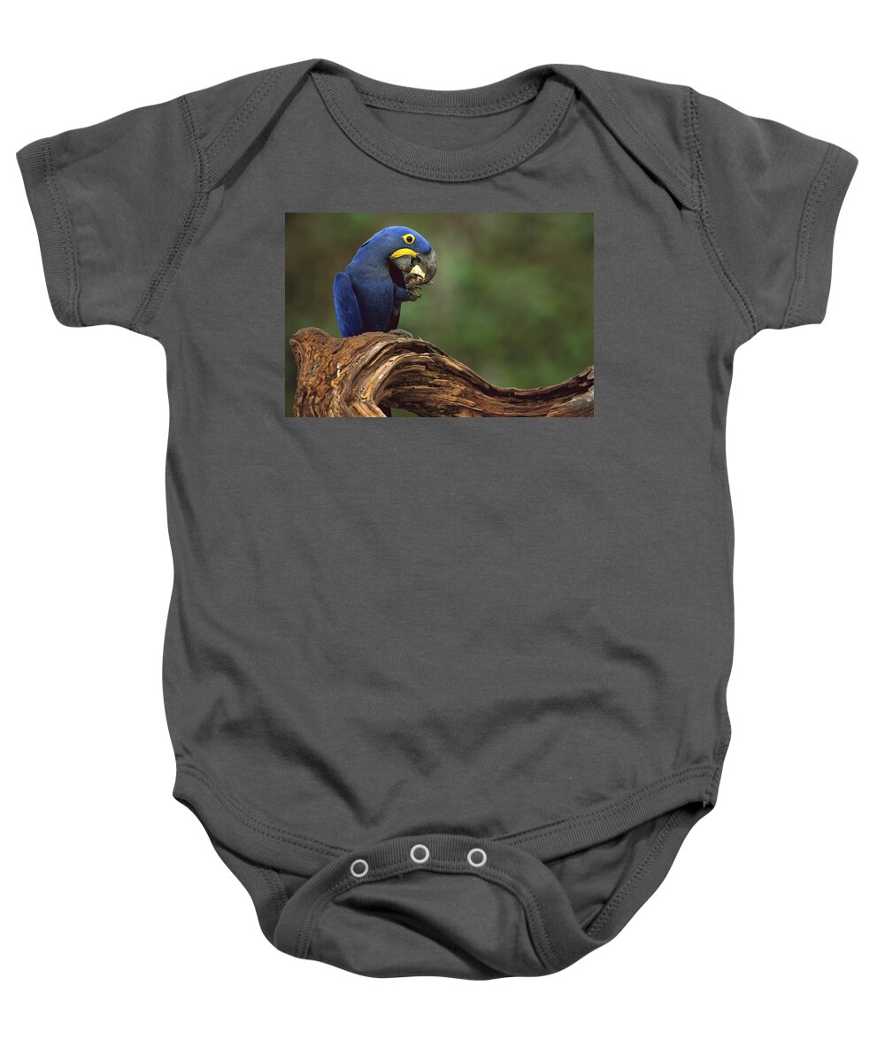 Feb0514 Baby Onesie featuring the photograph Hyacinth Macaw Eating Piassava Palm Nuts #1 by Pete Oxford