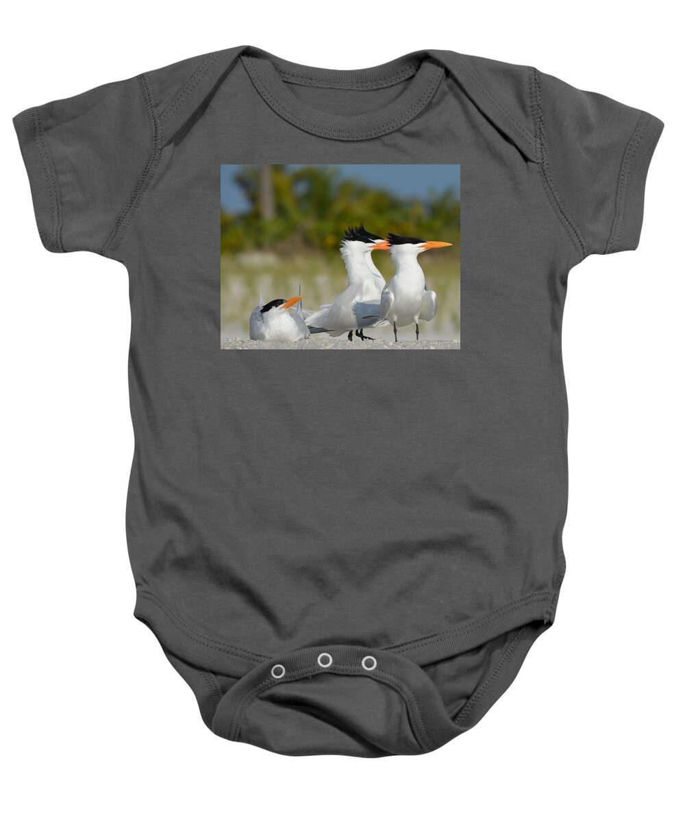 Royal Tern Baby Onesie featuring the photograph Looking #1 by James Petersen