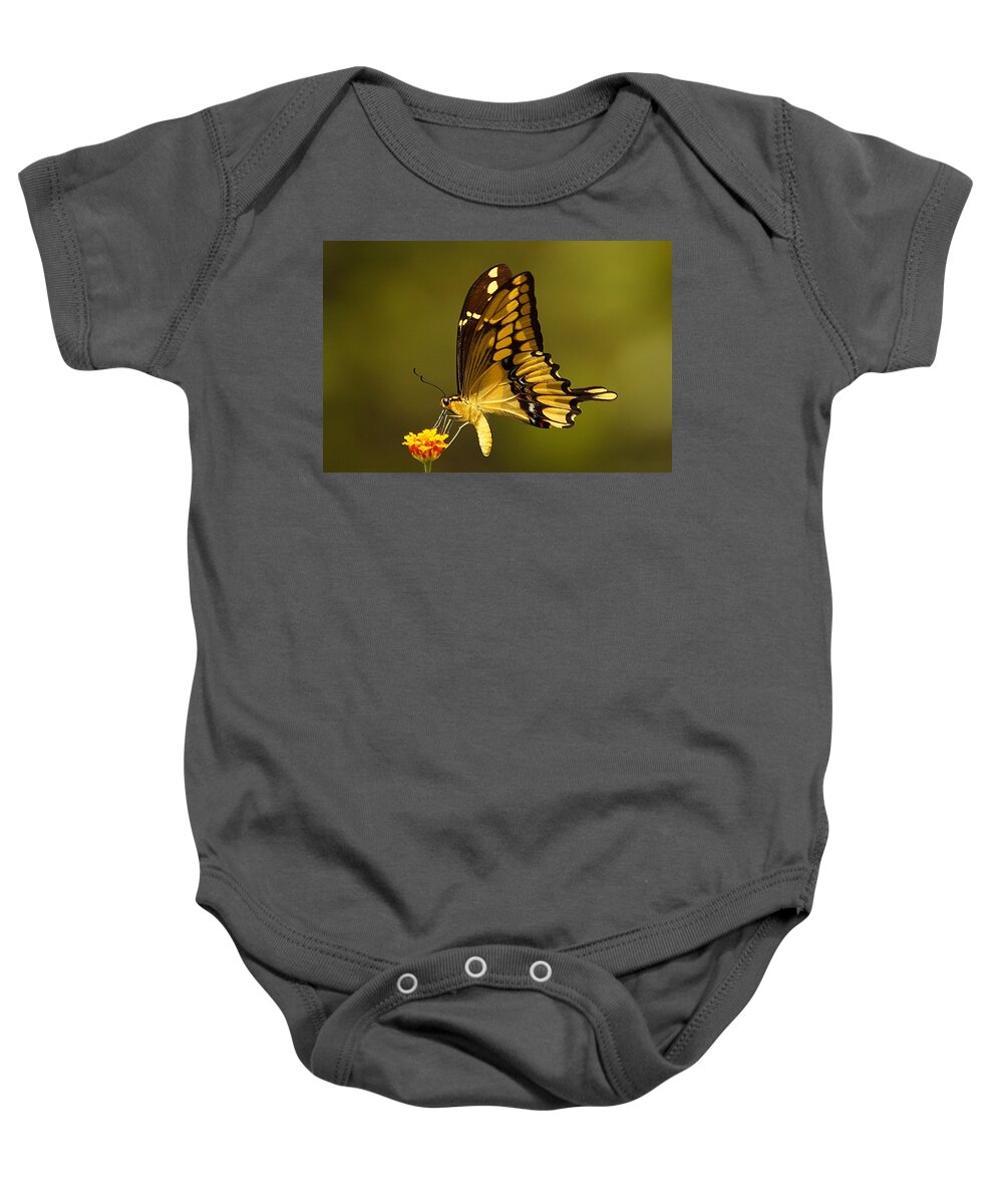 Insect Baby Onesie featuring the photograph Momentary Reflection by Blair Wainman
