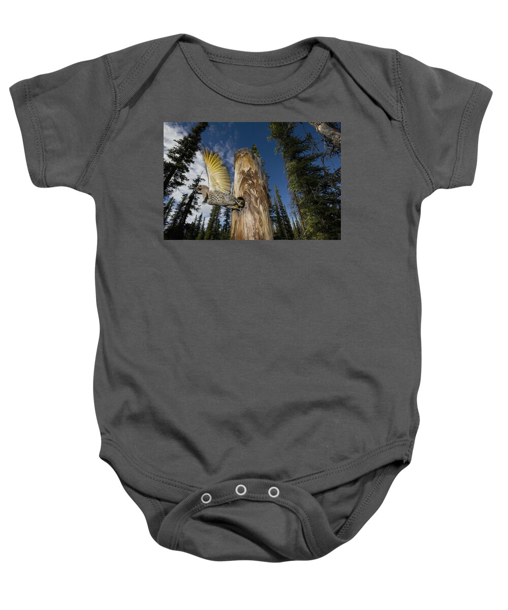 Michael Quinton Baby Onesie featuring the photograph Northern Flicker Leaving Nest Cavity #1 by Michael Quinton