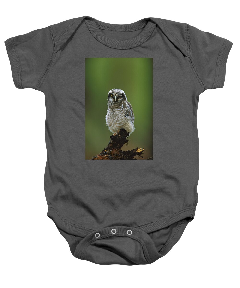 Feb0514 Baby Onesie featuring the photograph Northern Hawk Owl Chick Saskatchewan #1 by Tom Vezo