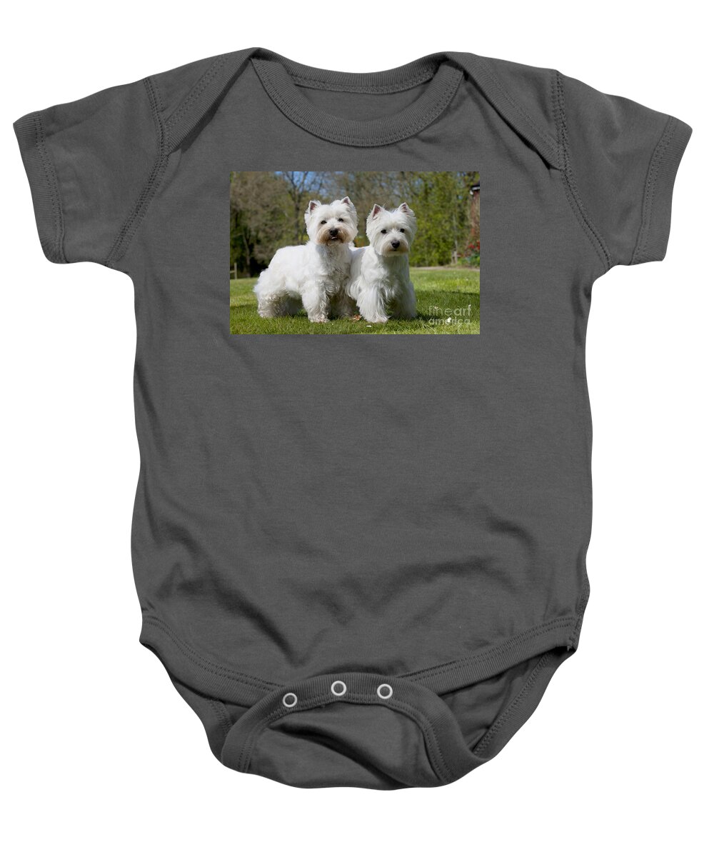 Dog Baby Onesie featuring the photograph West Highland White Terriers #1 by John Daniels