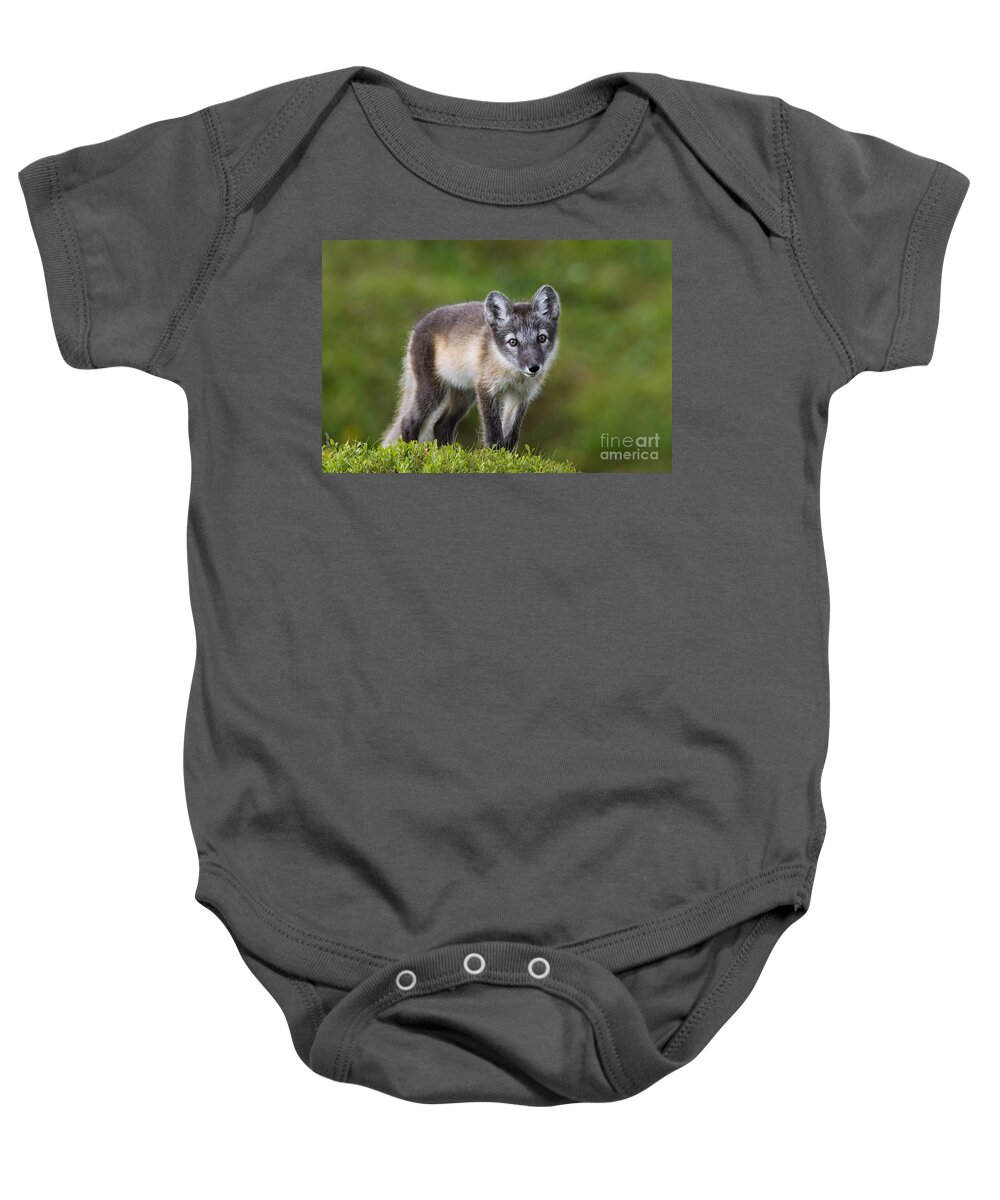 Arctic Fox Baby Onesie featuring the photograph 111216p021 by Arterra Picture Library