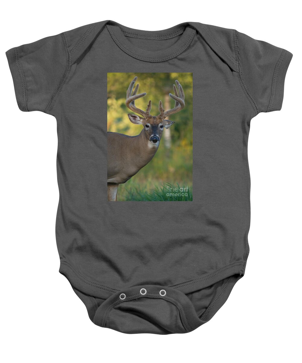 North America Baby Onesie featuring the photograph White-tailed Buck #125 by Linda Freshwaters Arndt