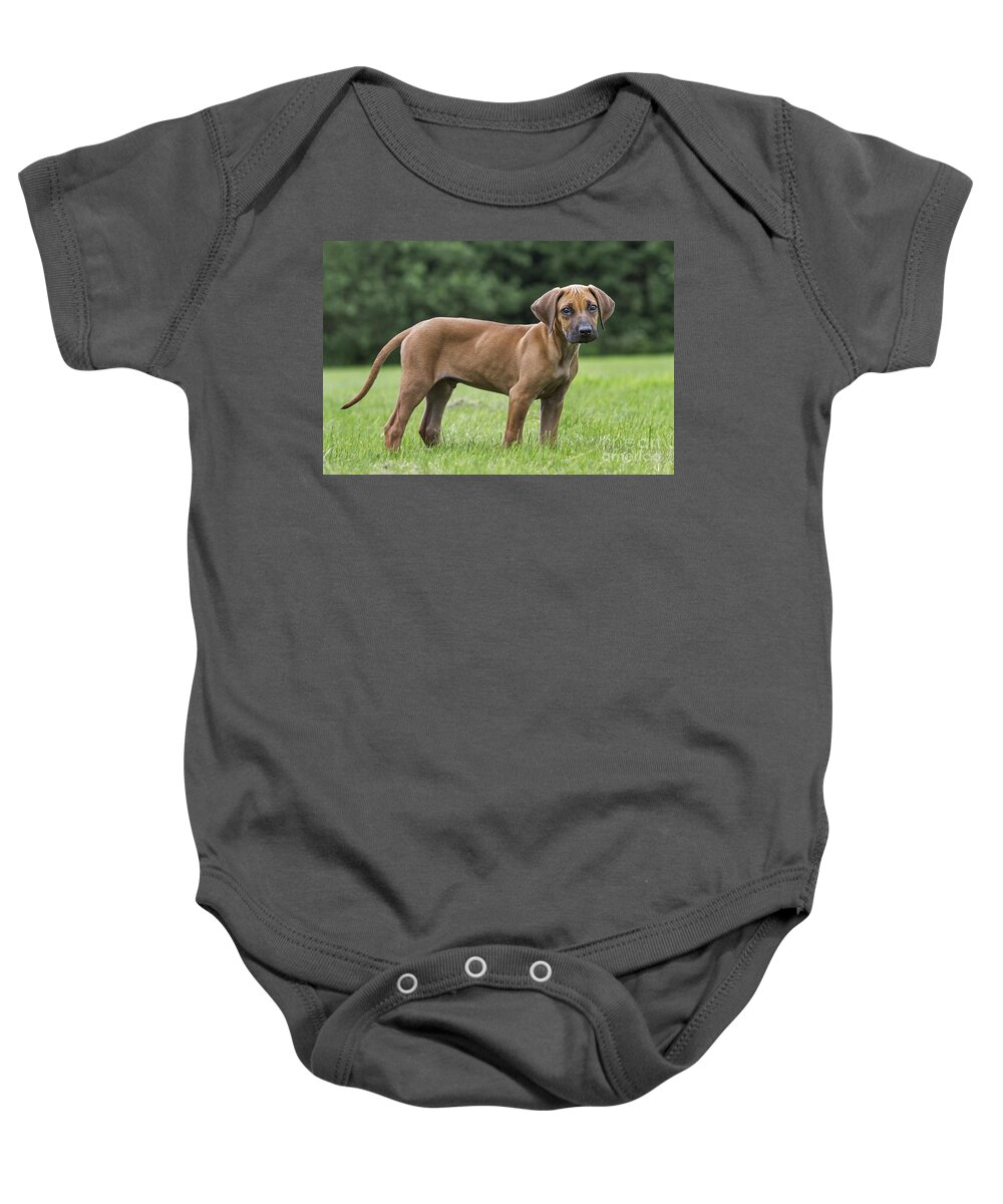Rhodesian Ridgeback Baby Onesie featuring the photograph 130918p304 by Arterra Picture Library