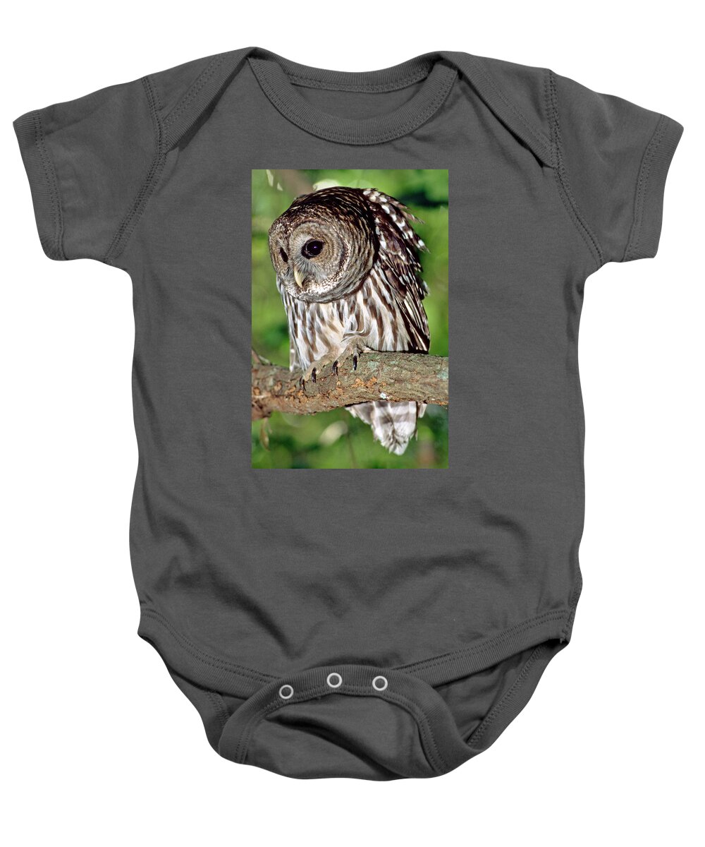Barred Owl Baby Onesie featuring the photograph Barred Owl #18 by Millard H. Sharp