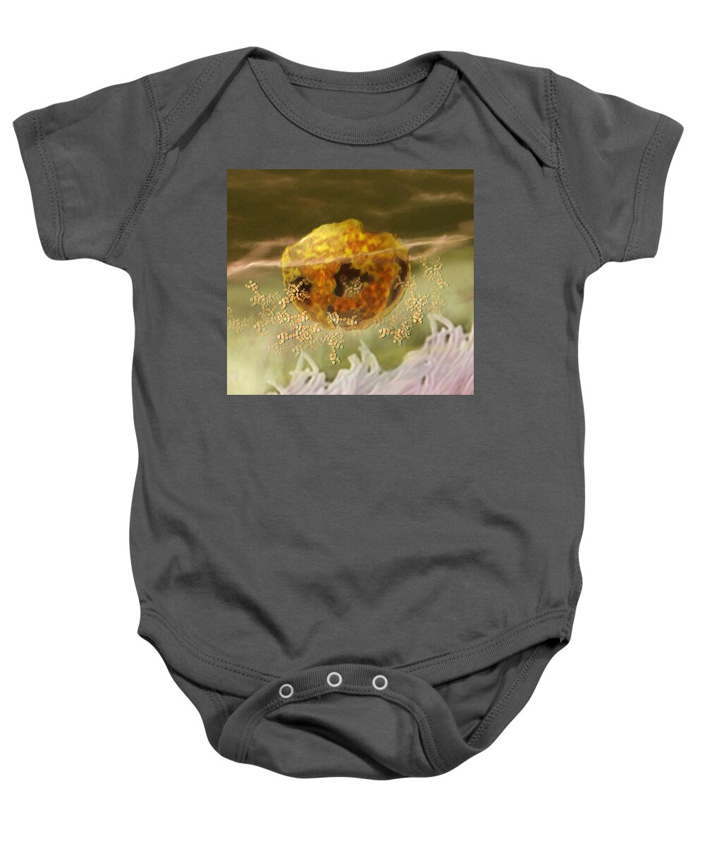 Anatomical Illustration Baby Onesie featuring the photograph Immune System #2 by Anatomical Travelogue