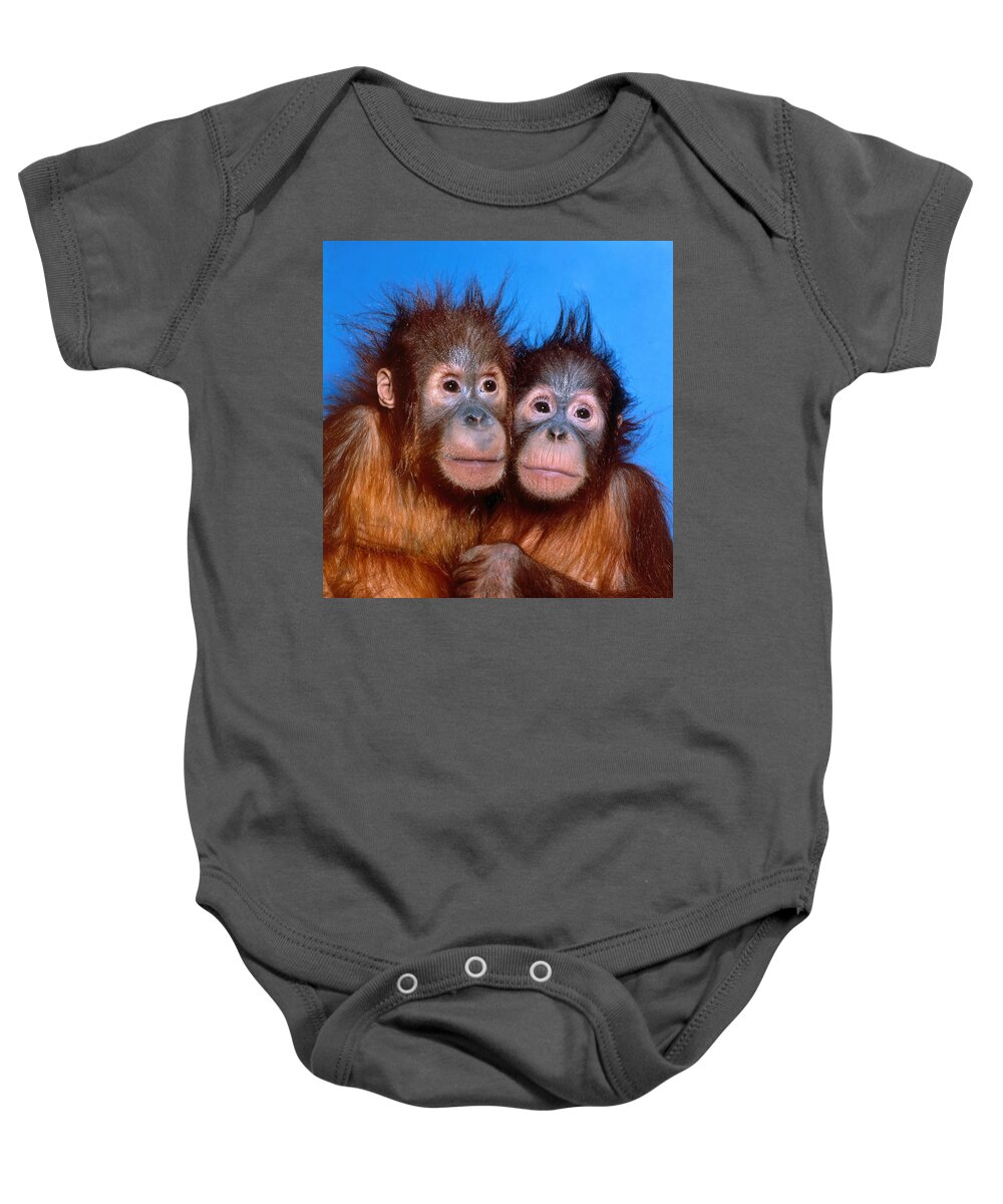 Animal Baby Onesie featuring the photograph Orangutan Pongo Pygmaeus Babies #2 by Toni Angermayer