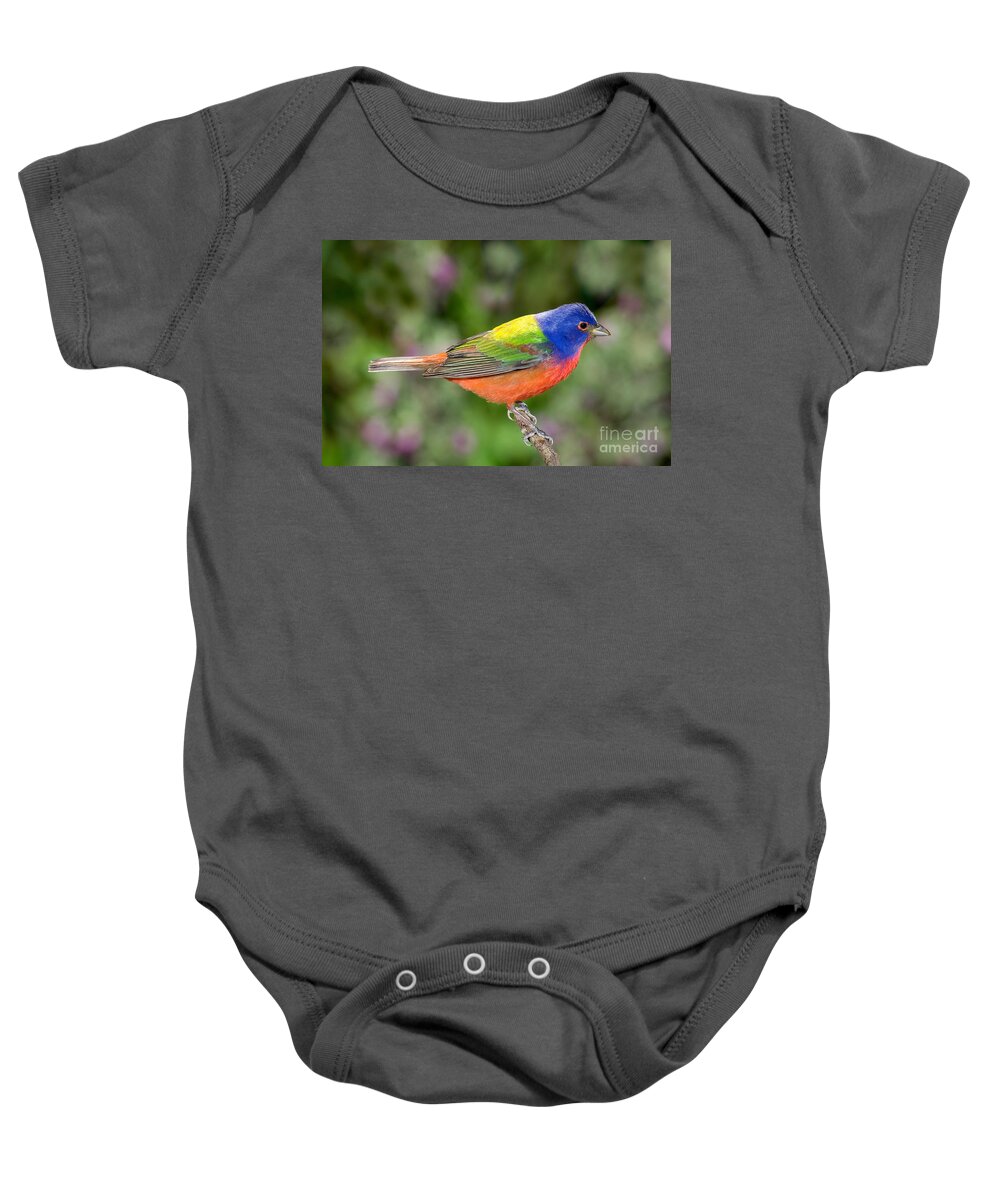 Fauna Baby Onesie featuring the photograph Painted Bunting #2 by Anthony Mercieca