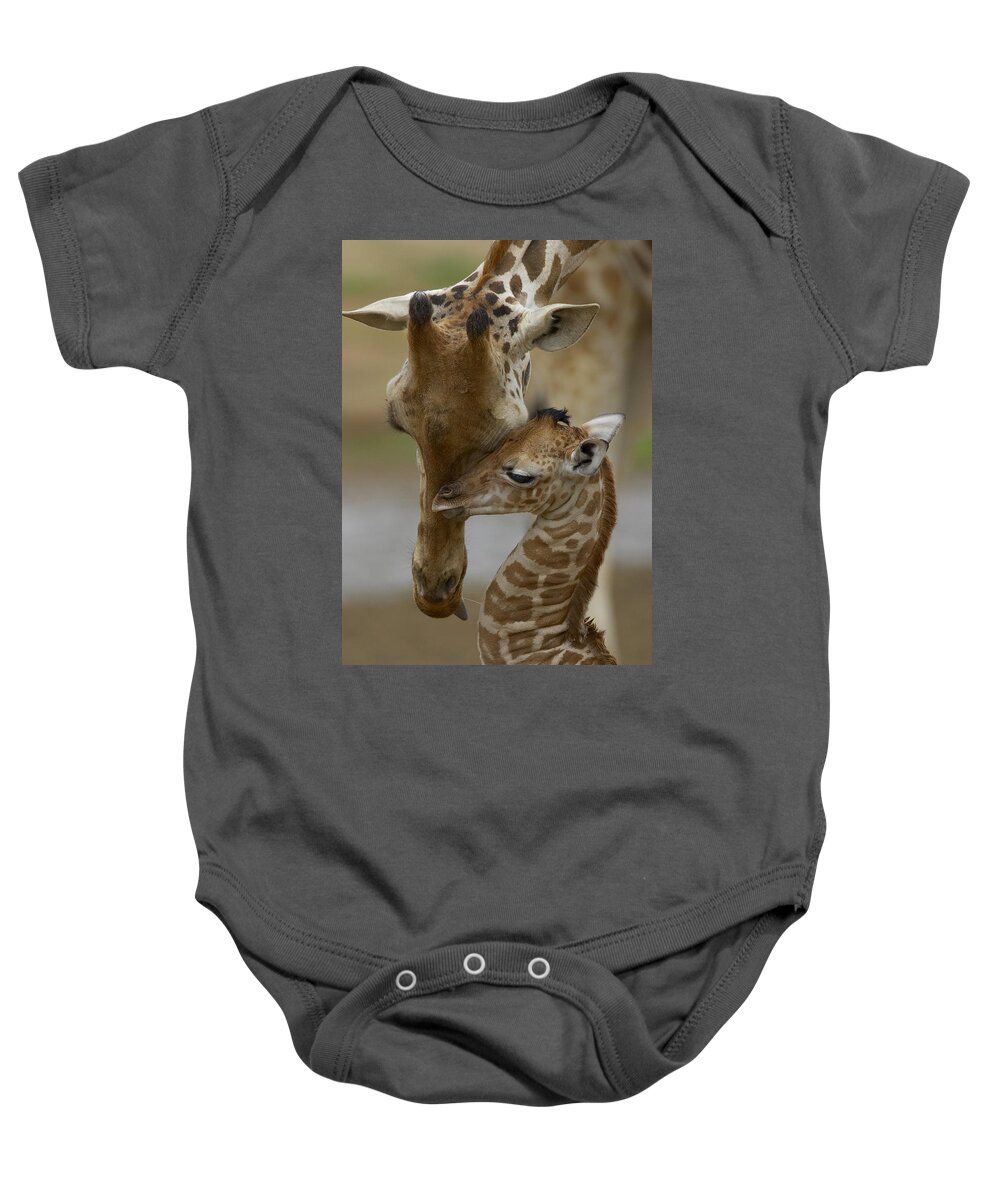 00119300 Baby Onesie featuring the photograph Rothschild Giraffes Nuzzling by San Diego Zoo