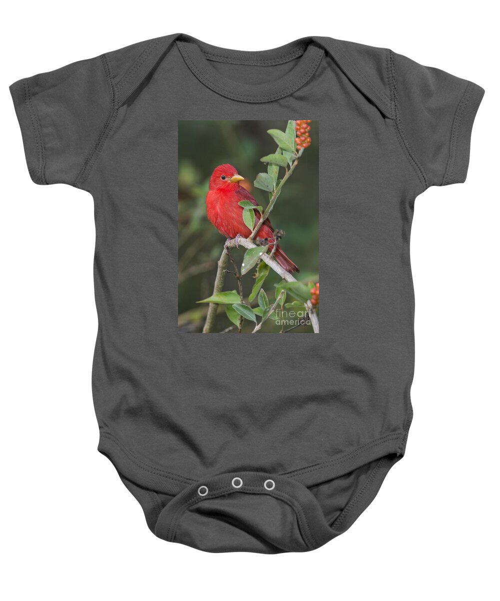 Summer Tanager Baby Onesie featuring the photograph Summer Tanager by Anthony Mercieca