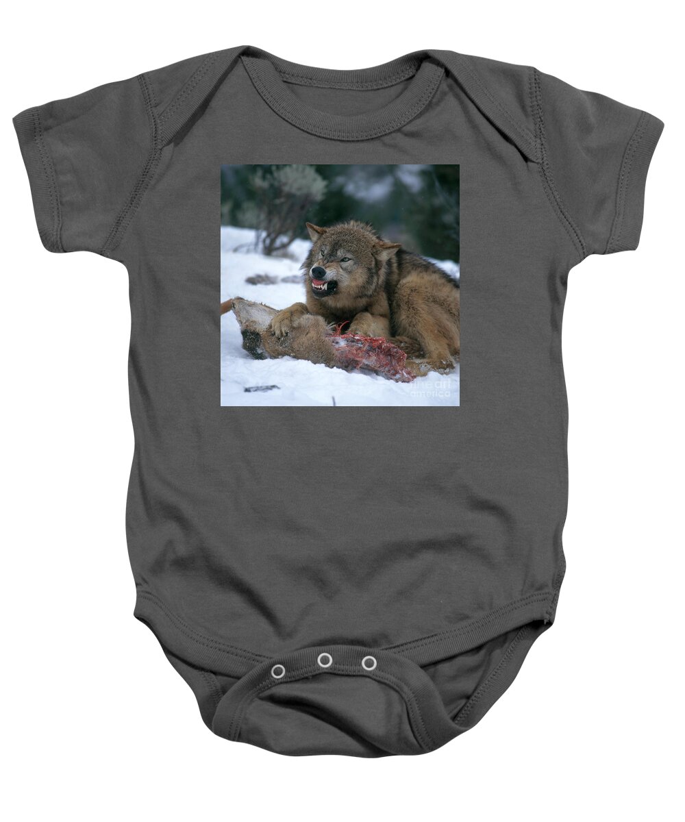 Gray Wolf Baby Onesie featuring the photograph Timber Wolf #2 by Hans Reinhard