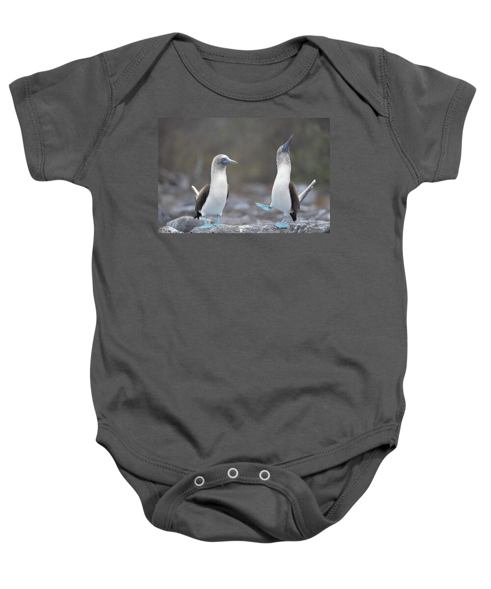 Feb0514 Baby Onesie featuring the photograph Blue-footed Booby Courtship Dance #3 by Tui De Roy