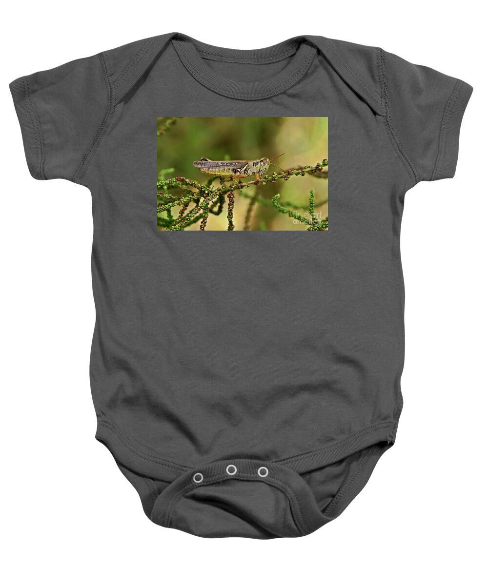 Grasshoppers Baby Onesie featuring the photograph Grasshopper #3 by Olga Hamilton