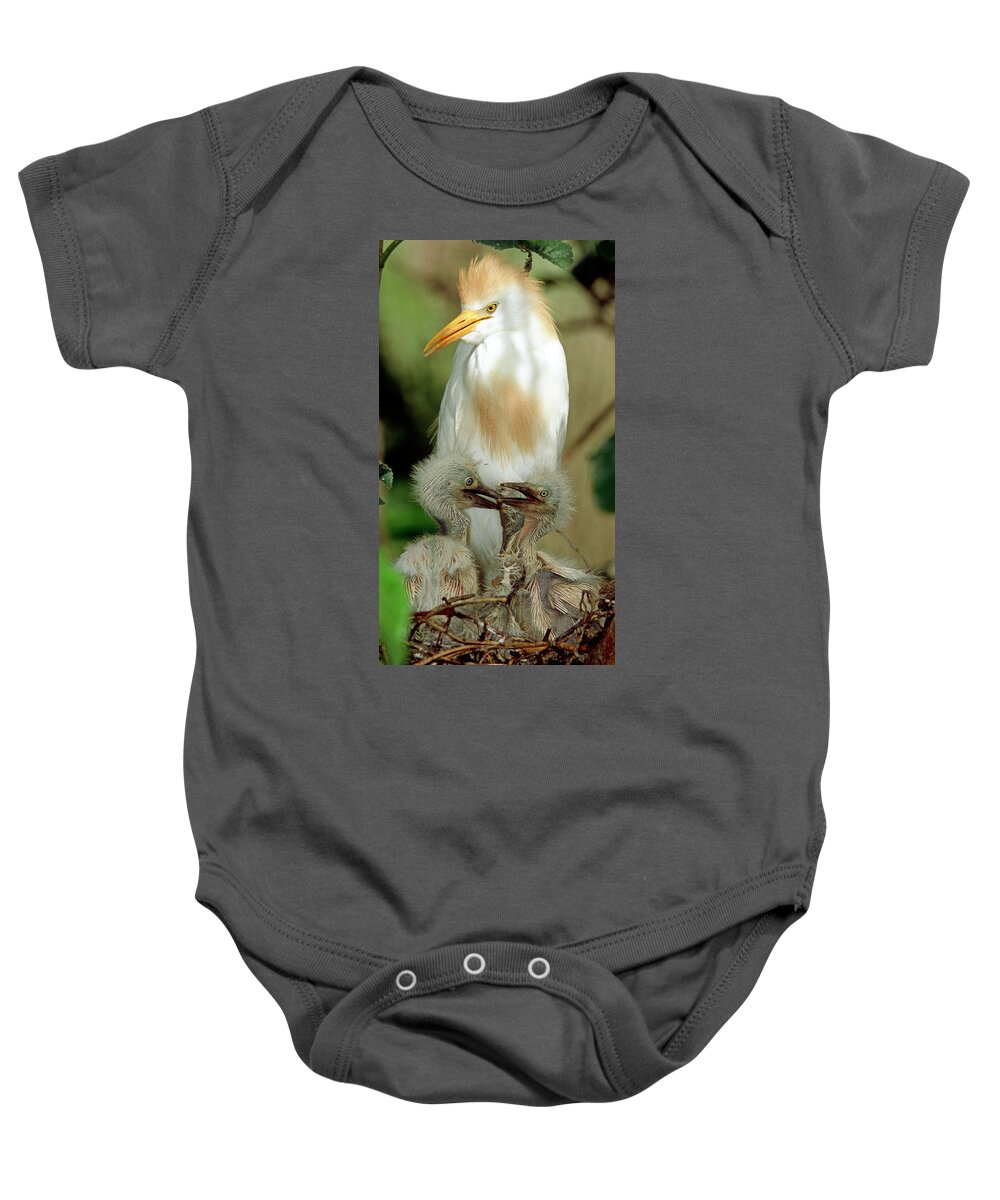 Cattle Egret Baby Onesie featuring the photograph Cattle Egret And Nestlings #5 by Millard H. Sharp