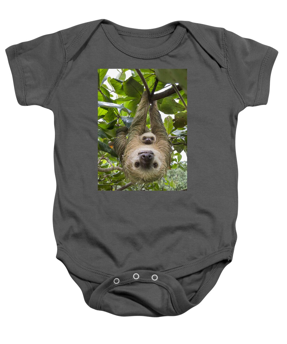 Mp Baby Onesie featuring the photograph Hoffmanns Two-toed Sloth And Old Baby by Suzi Eszterhas